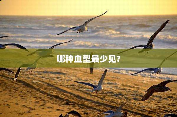 哪种血型最少见?