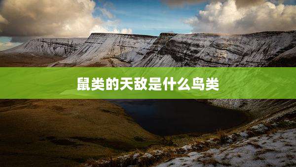 鼠类的天敌是什么鸟类
