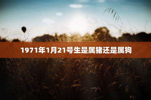 1971年1月21号生是属猪还是属狗