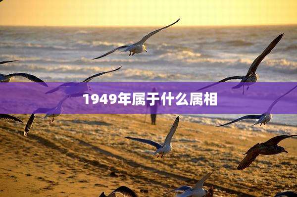 1949年属于什么属相