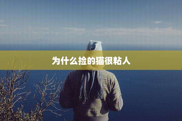 为什么捡的猫很粘人