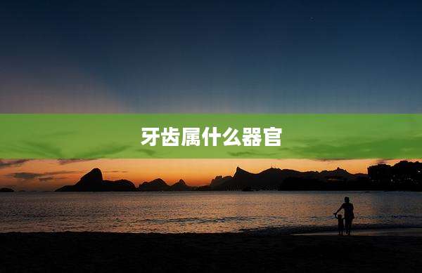 牙齿属什么器官