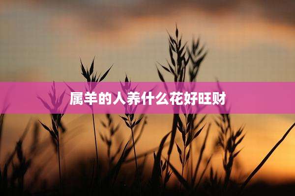 属羊的人养什么花好旺财