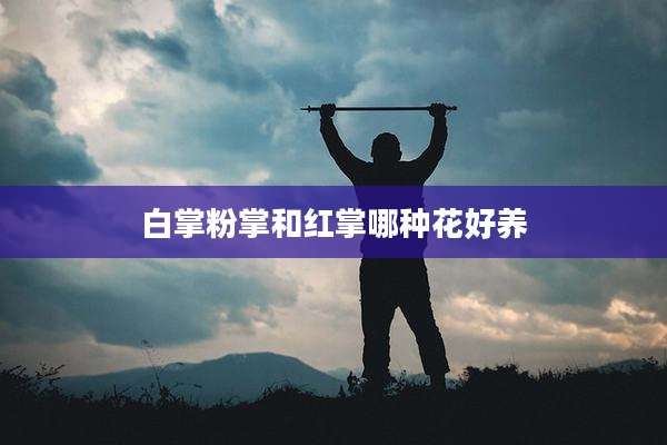 白掌粉掌和红掌哪种花好养