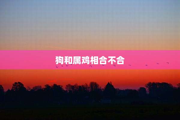 狗和属鸡相合不合