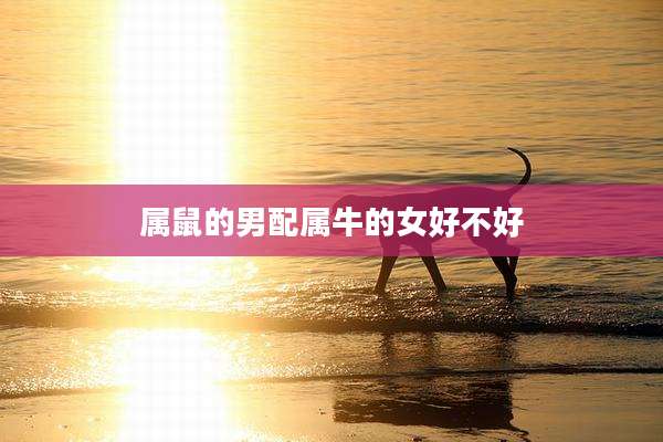 属鼠的男配属牛的女好不好