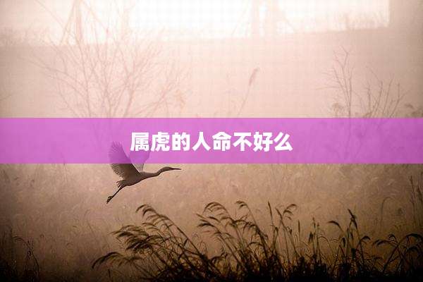 属虎的人命不好么