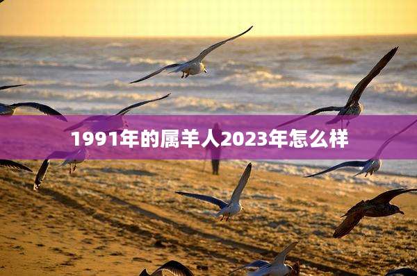 1991年的属羊人2023年怎么样
