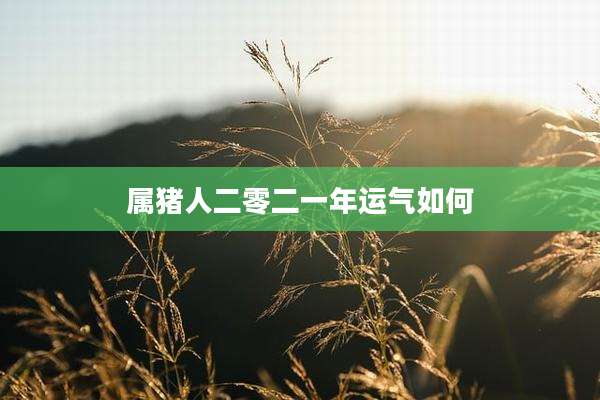 属猪人二零二一年运气如何
