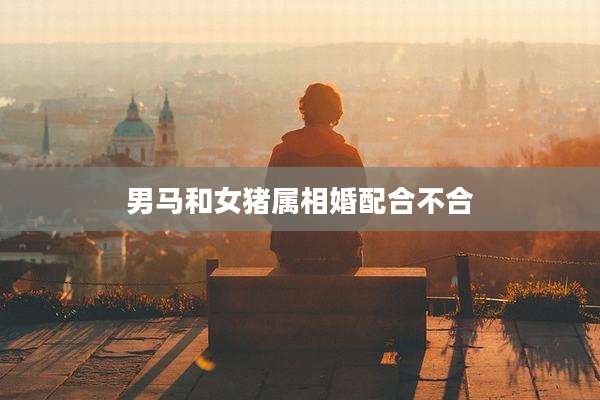 男马和女猪属相婚配合不合