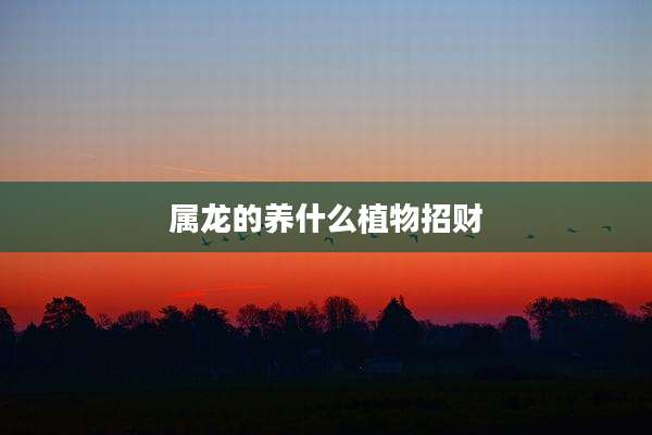属龙的养什么植物招财