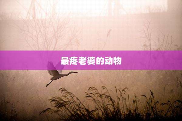 最疼老婆的动物