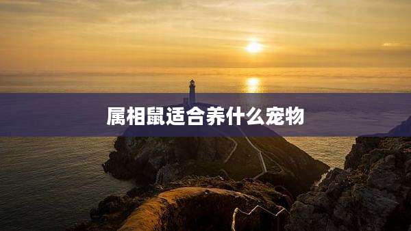 属相鼠适合养什么宠物