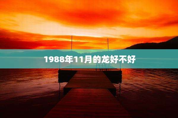 1988年11月的龙好不好
