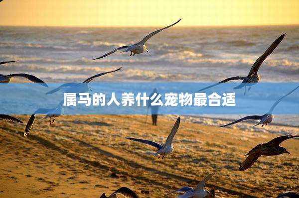 属马的人养什么宠物最合适