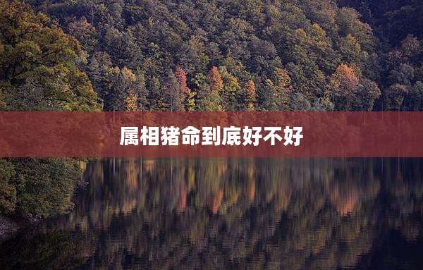 属相猪命到底好不好