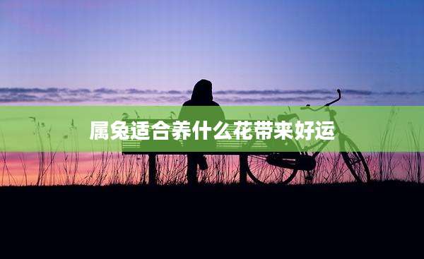 属兔适合养什么花带来好运