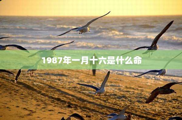 1987年一月十六是什么命