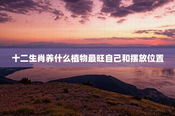 十二生肖养什么植物最旺自己和摆放位置