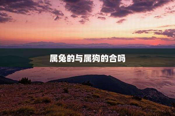 属兔的与属狗的合吗