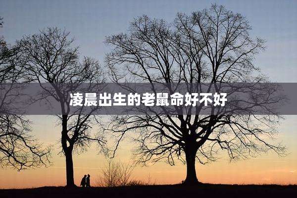 凌晨出生的老鼠命好不好