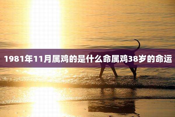 1981年11月属鸡的是什么命属鸡38岁的命运