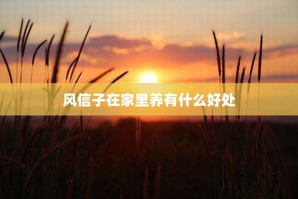 风信子在家里养有什么好处