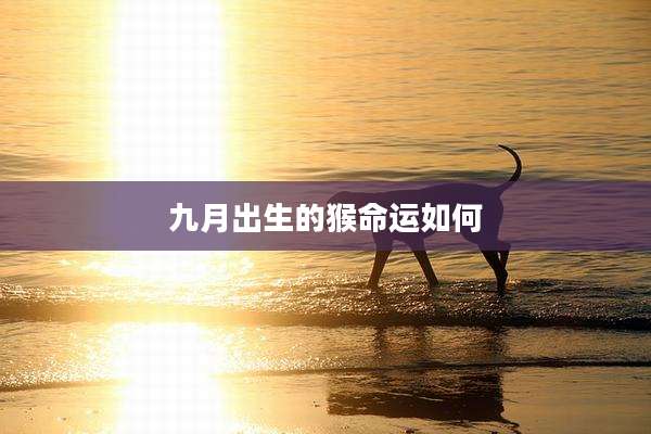 九月出生的猴命运如何