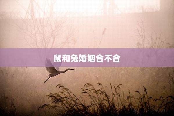 鼠和兔婚姻合不合