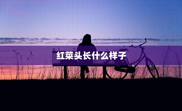 红菜头长什么样子