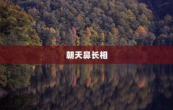 朝天鼻长相