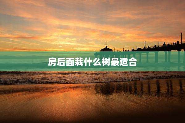 房后面栽什么树最适合