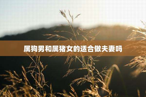属狗男和属猪女的适合做夫妻吗