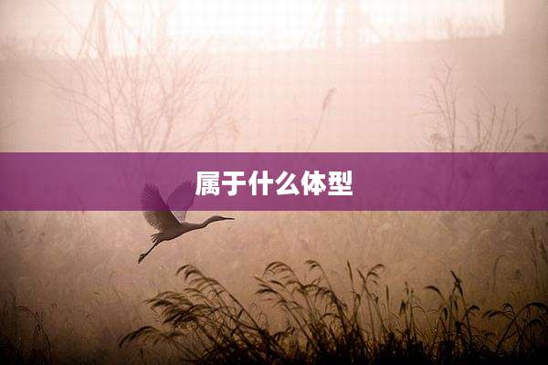 属于什么体型
