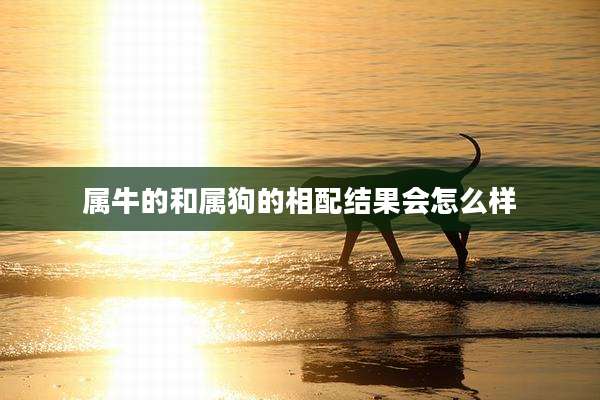 属牛的和属狗的相配结果会怎么样