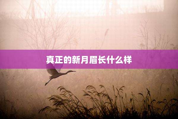 真正的新月眉长什么样