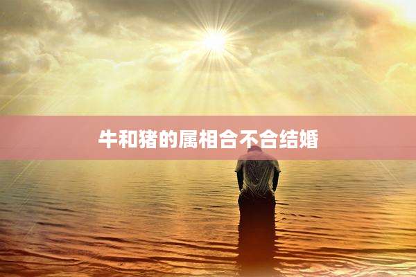 牛和猪的属相合不合结婚