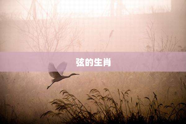 弦的生肖