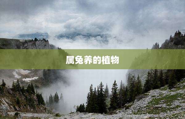 属兔养的植物