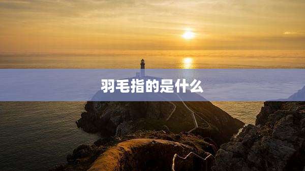 羽毛指的是什么