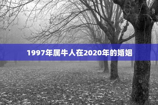 1997年属牛人在2020年的婚姻
