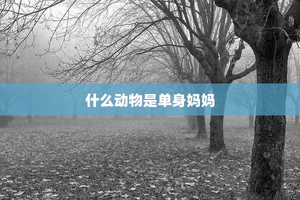 什么动物是单身妈妈