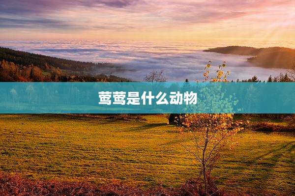 莺莺是什么动物