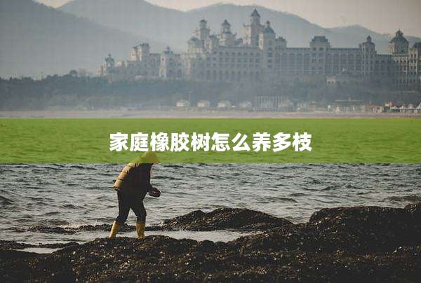 家庭橡胶树怎么养多枝