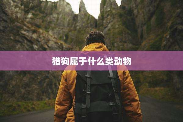 猎狗属于什么类动物