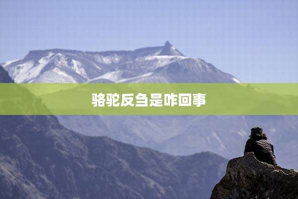 骆驼反刍是咋回事