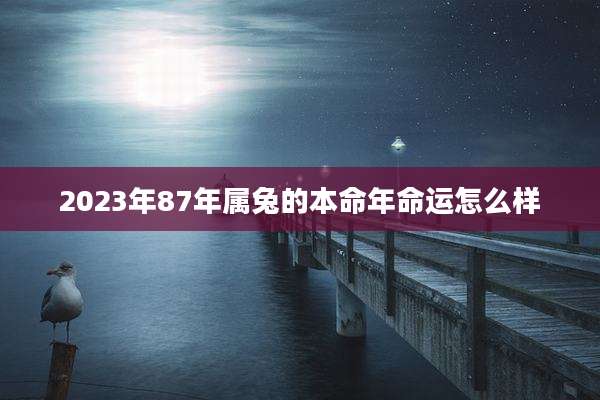 2023年87年属兔的本命年命运怎么样