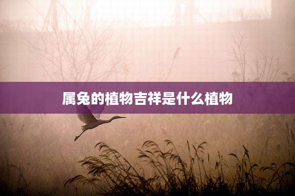 属兔的植物吉祥是什么植物