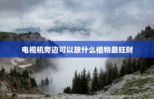 电视机旁边可以放什么植物最旺财