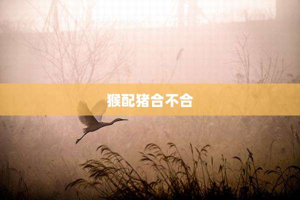 猴配猪合不合